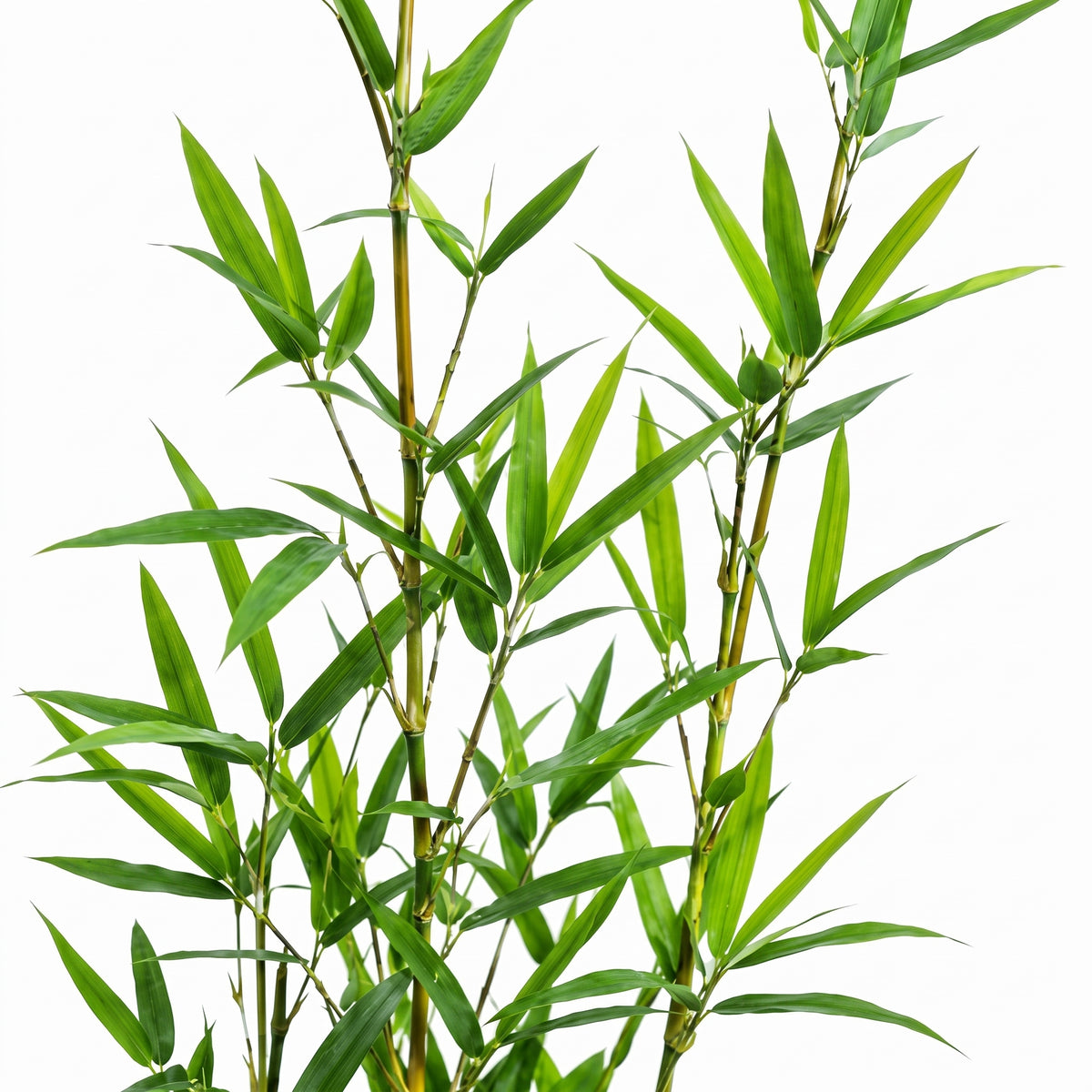Bambú — foto 2