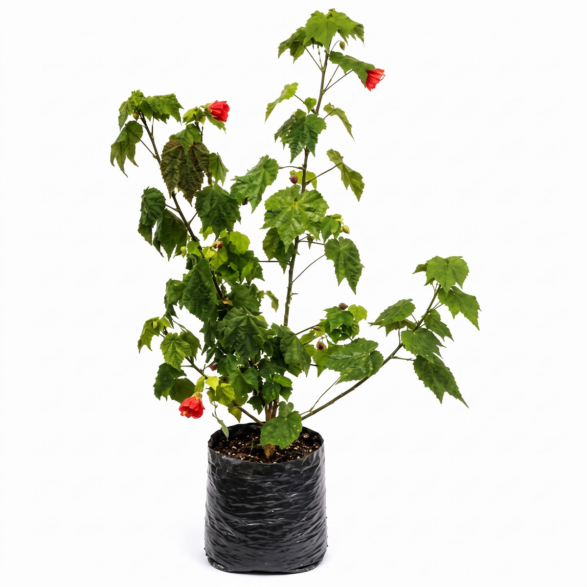 Abutilon amarillo o rojo