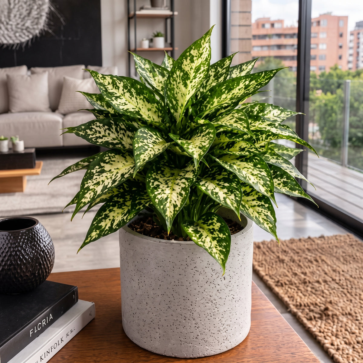 Aglaonema perdiz — foto 3
