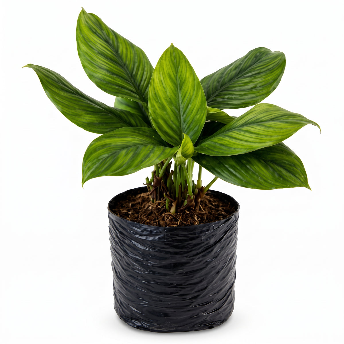 Miami negro, planta de interior en bolsa – Las Palmas y Jardines de Manuel