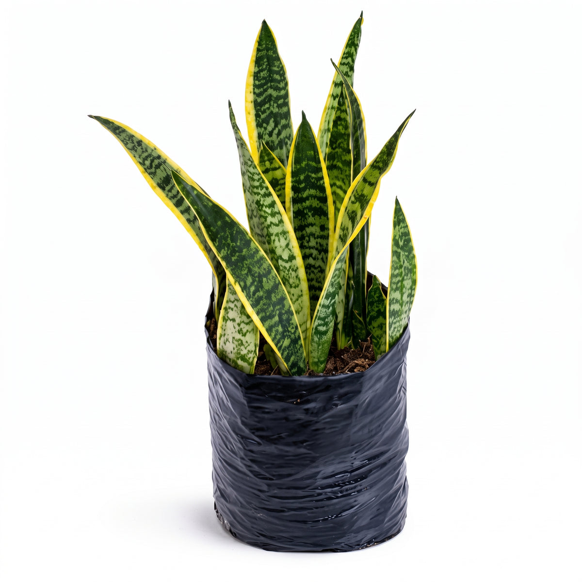 Lengua de suegra variegada