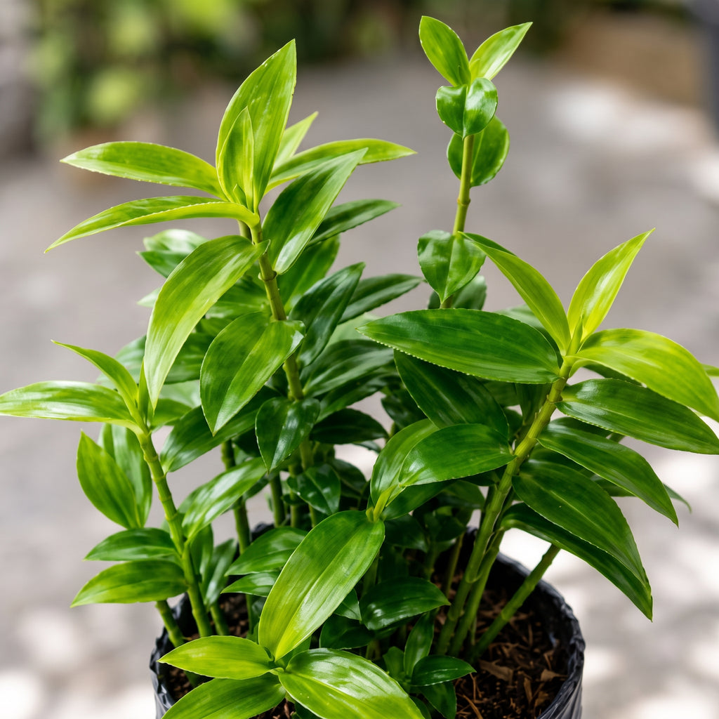 Epidendrum — foto 2