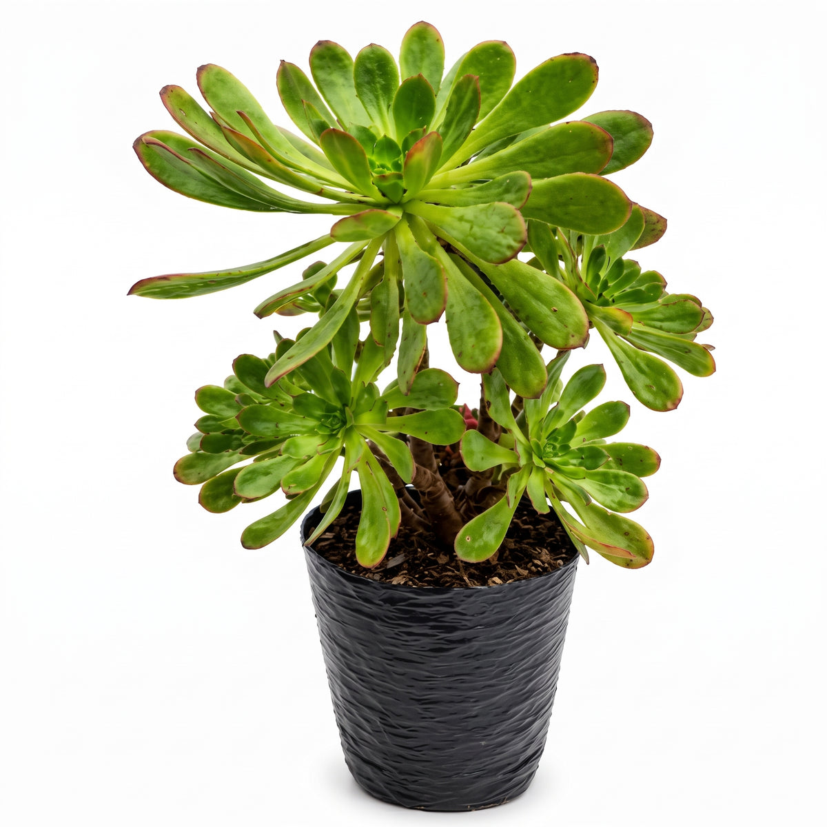 Adenium verde gris