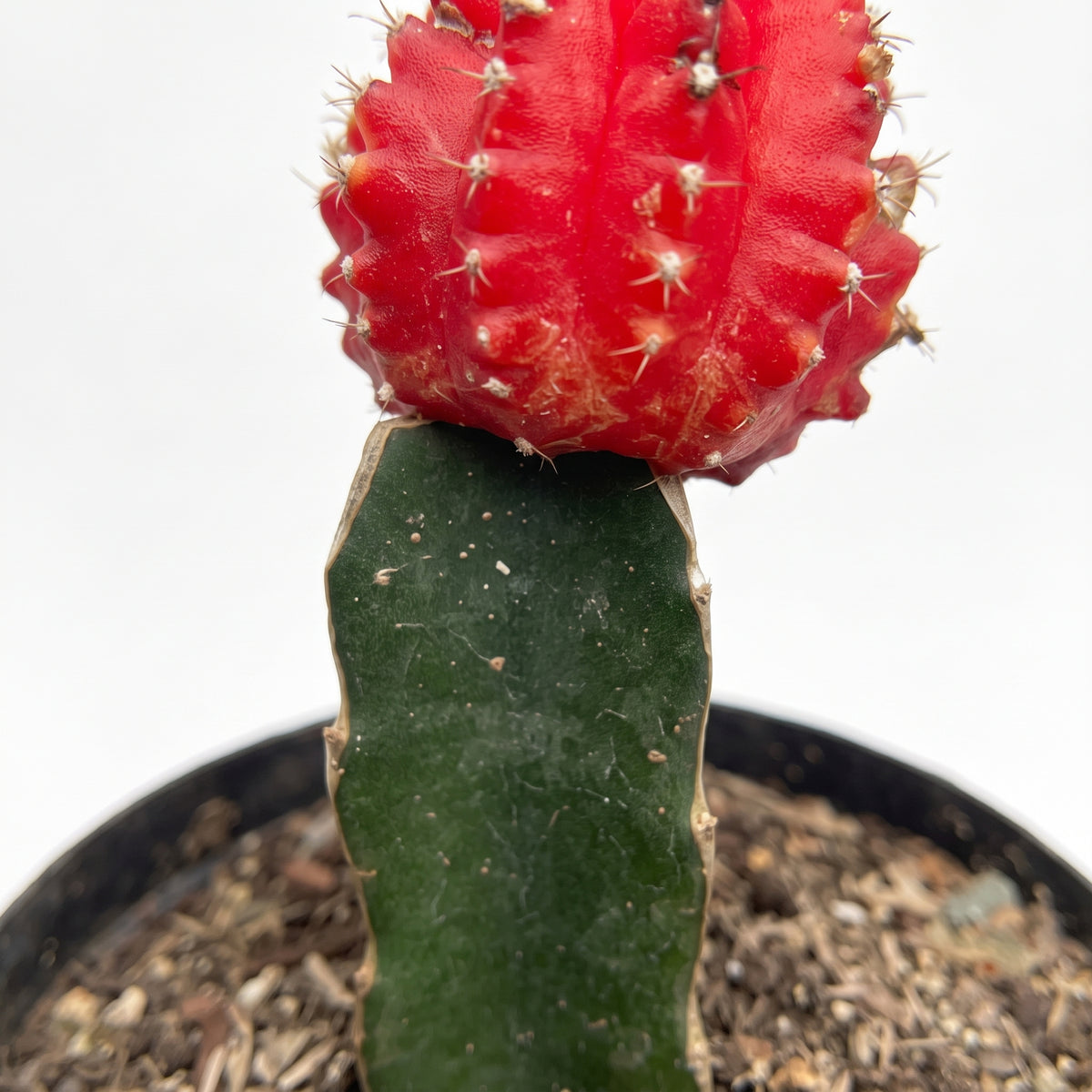 Cactus coreano — foto 2