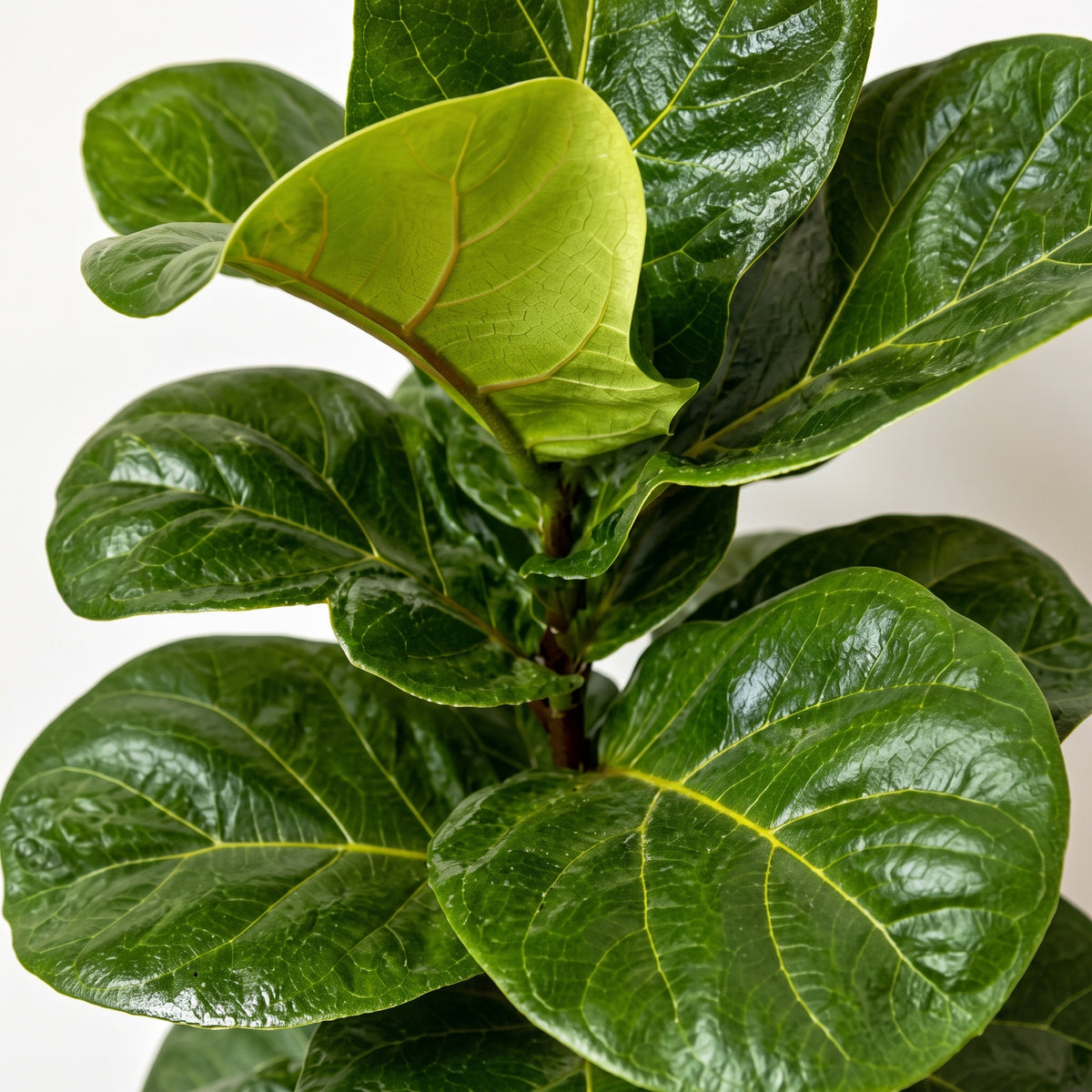 Ficus bambino — foto 2