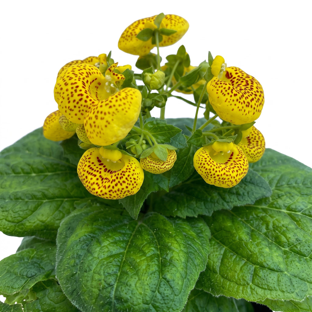 Calceolaria — foto 2