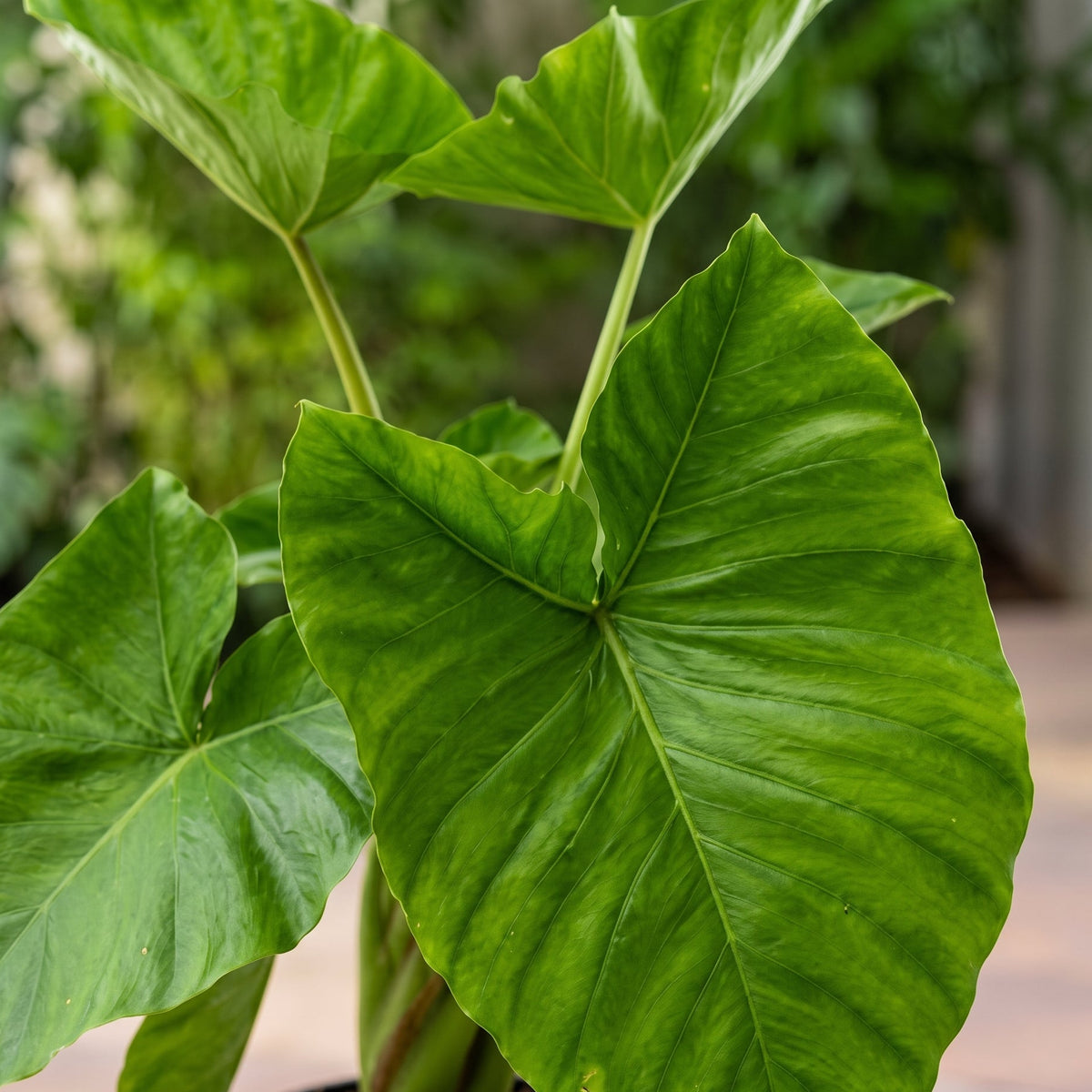 Bore verde — foto 2