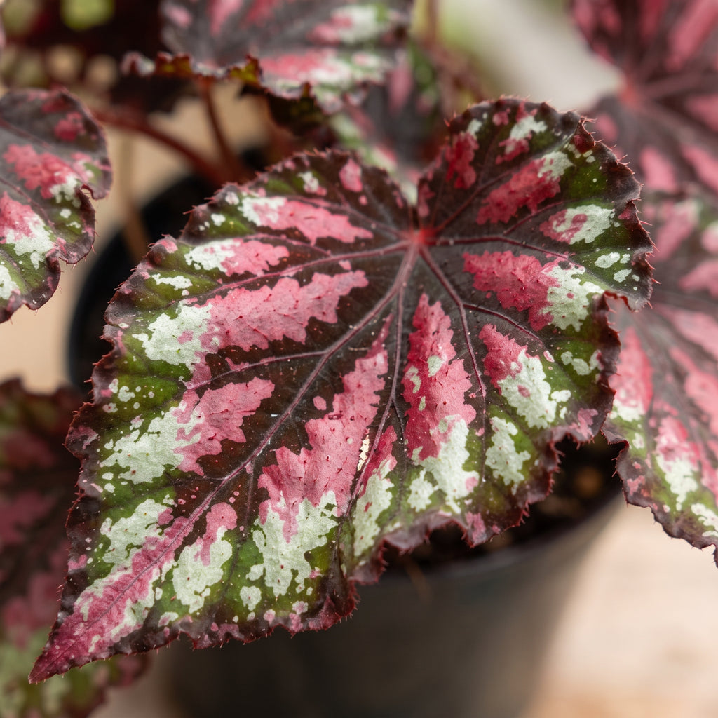 Begonia rex — foto 2