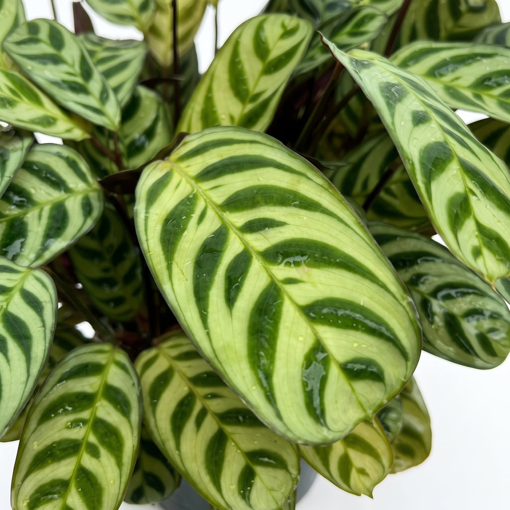 Calathea makoyana — foto 2