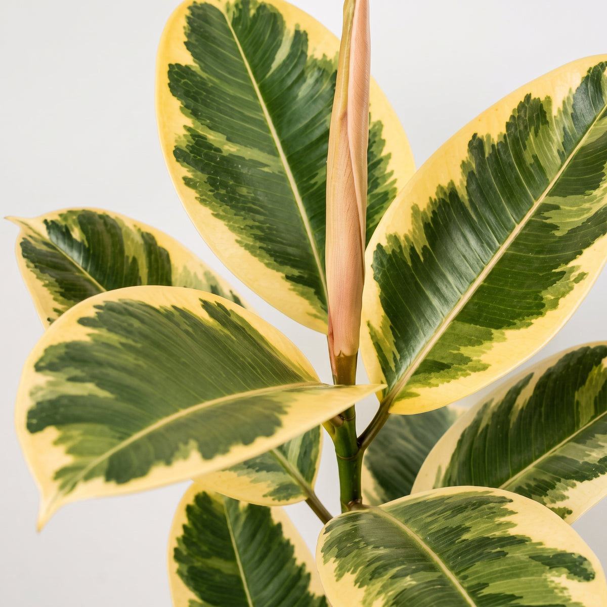 Ficus elastica — foto 2