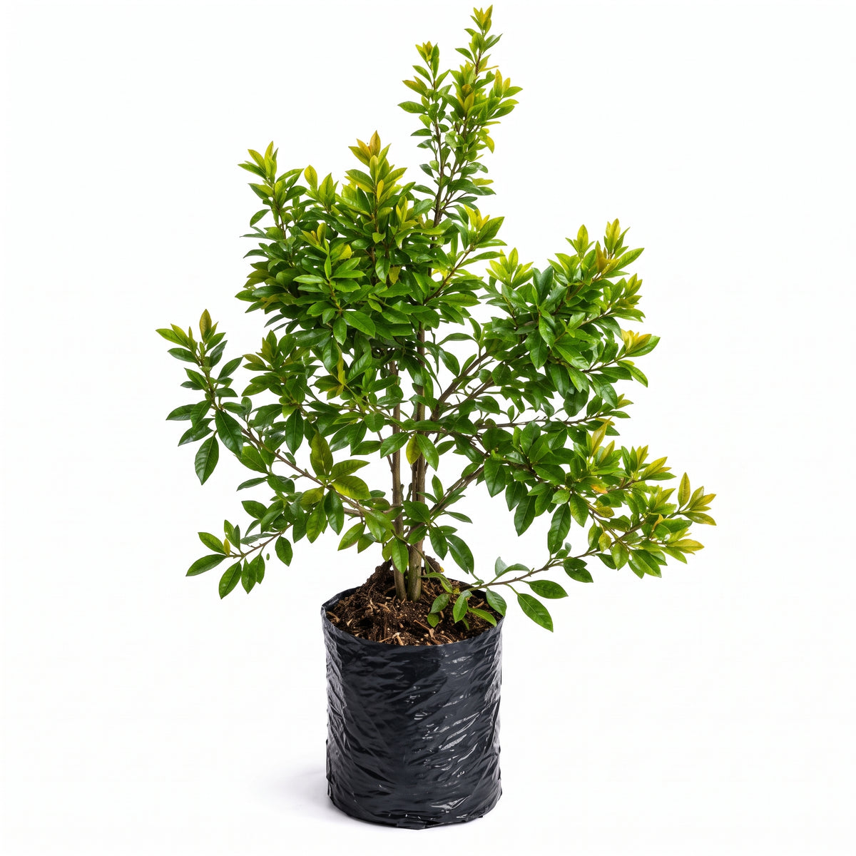 Laurel de cera