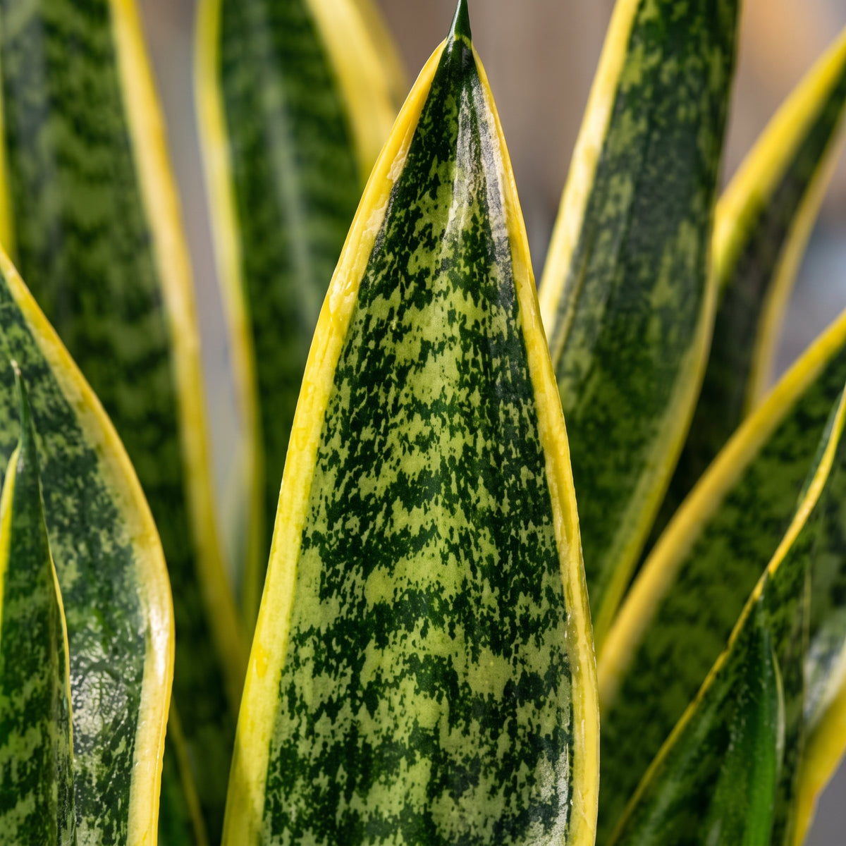 Lengua de suegra variegada — foto 2