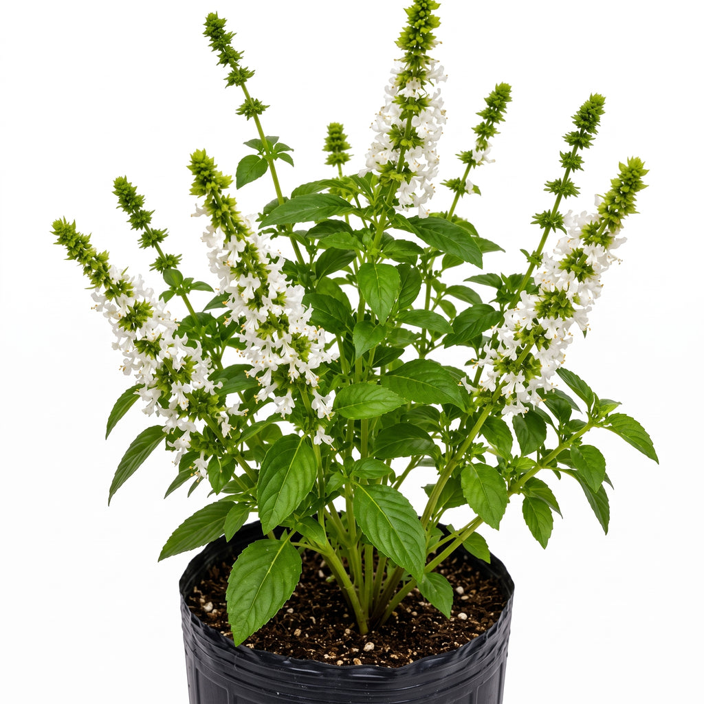 Albahaca verde — foto 2