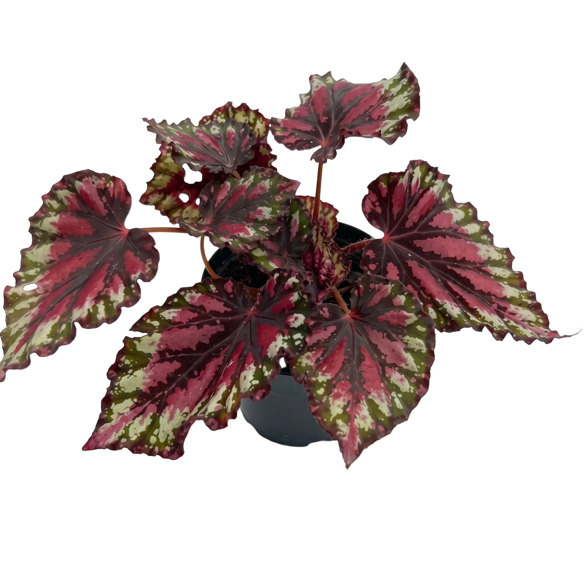 Begonia rex
