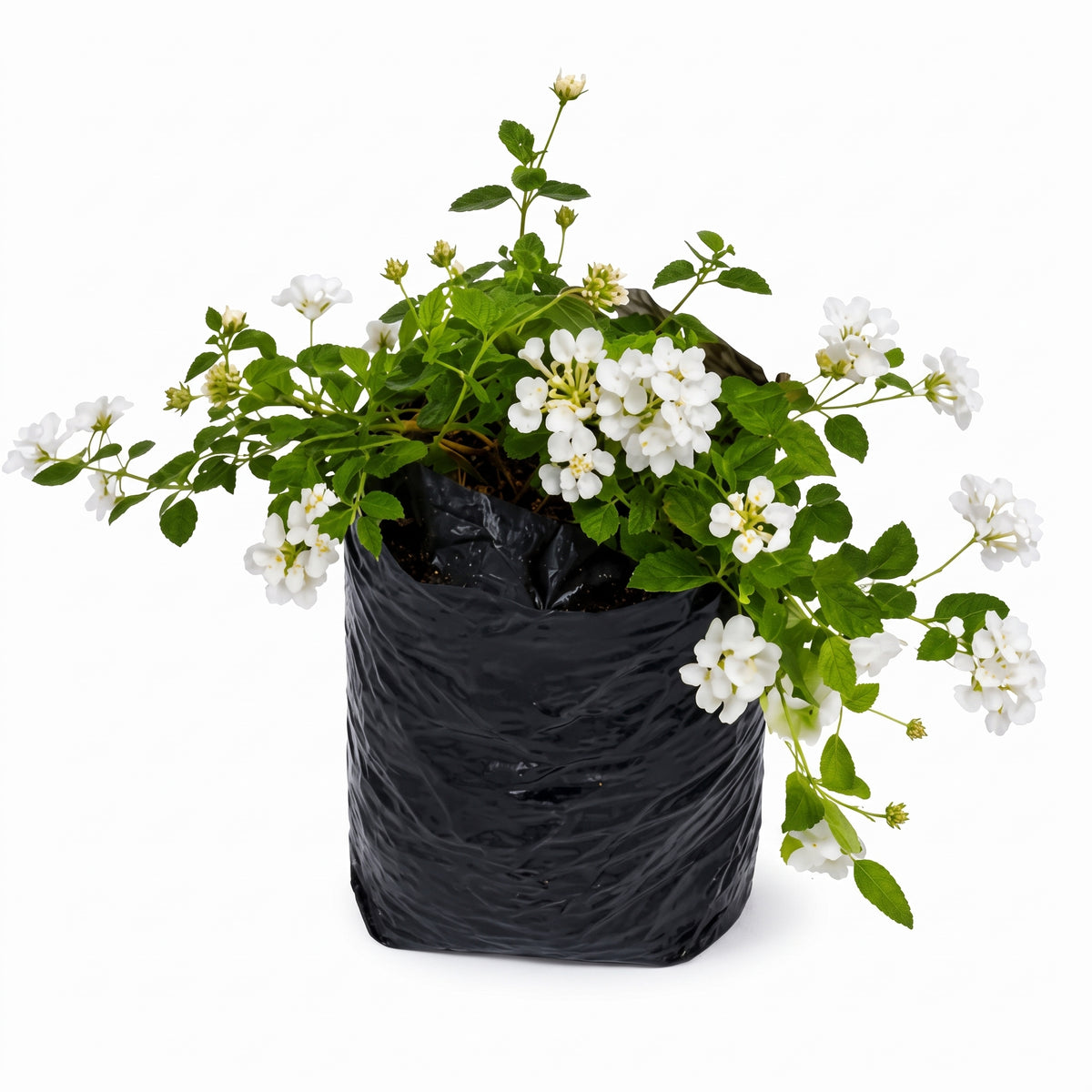 Lantana rastrera