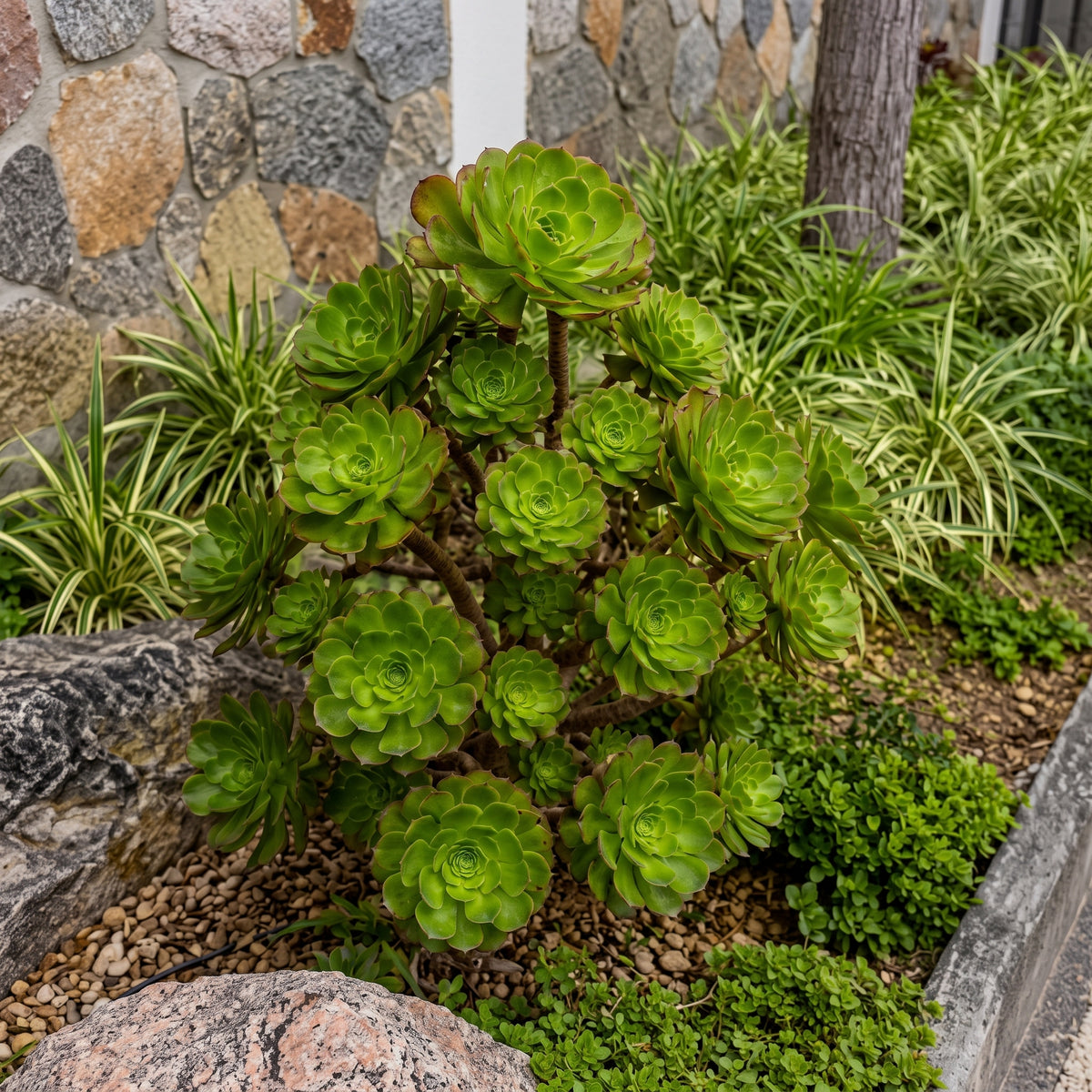 Adenium combinado — foto 3
