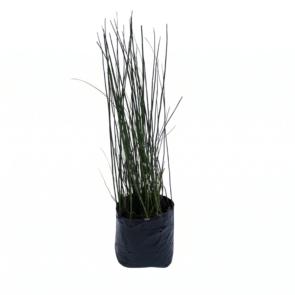 Equisetum