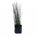 Equisetum