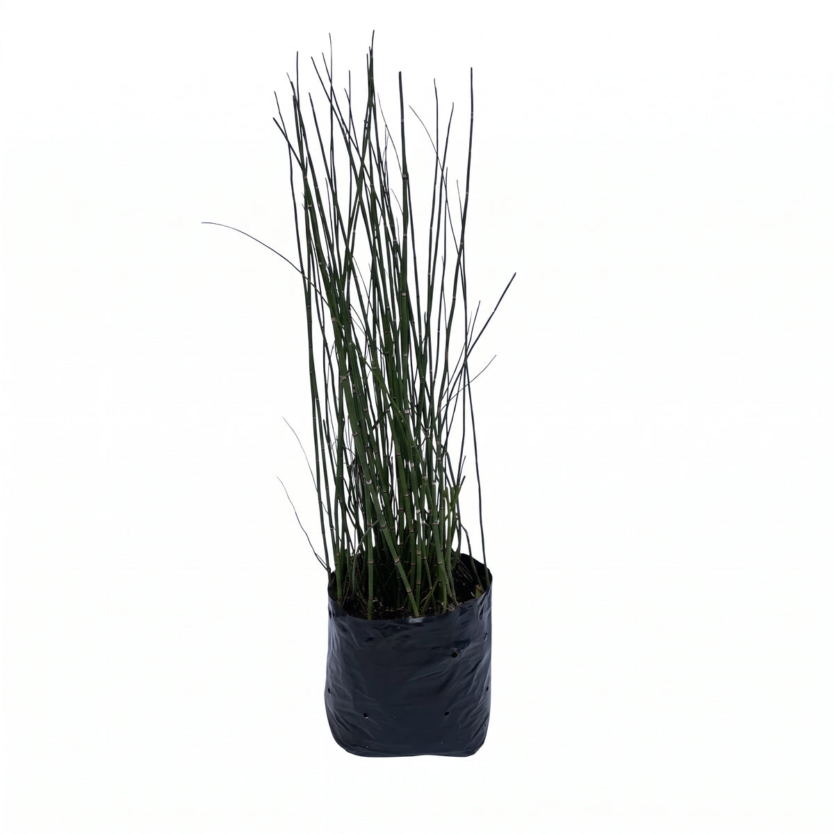 Equisetum