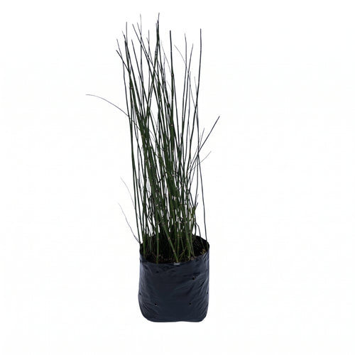 Equisetum