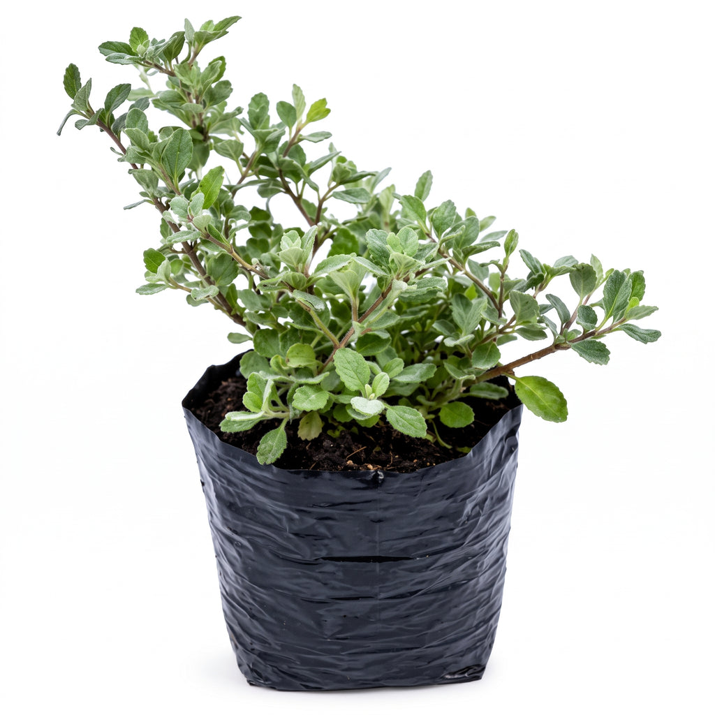 Helicrisum