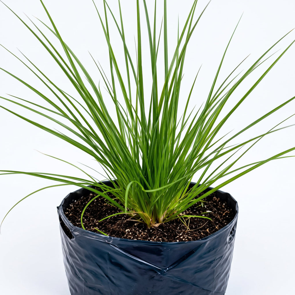 Calamagrostis — foto 2