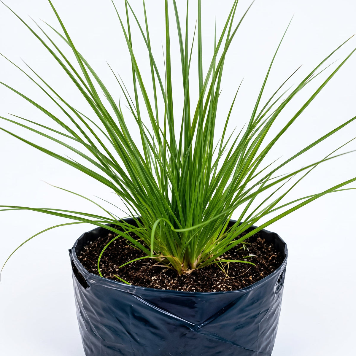 Calamagrostis — foto 2