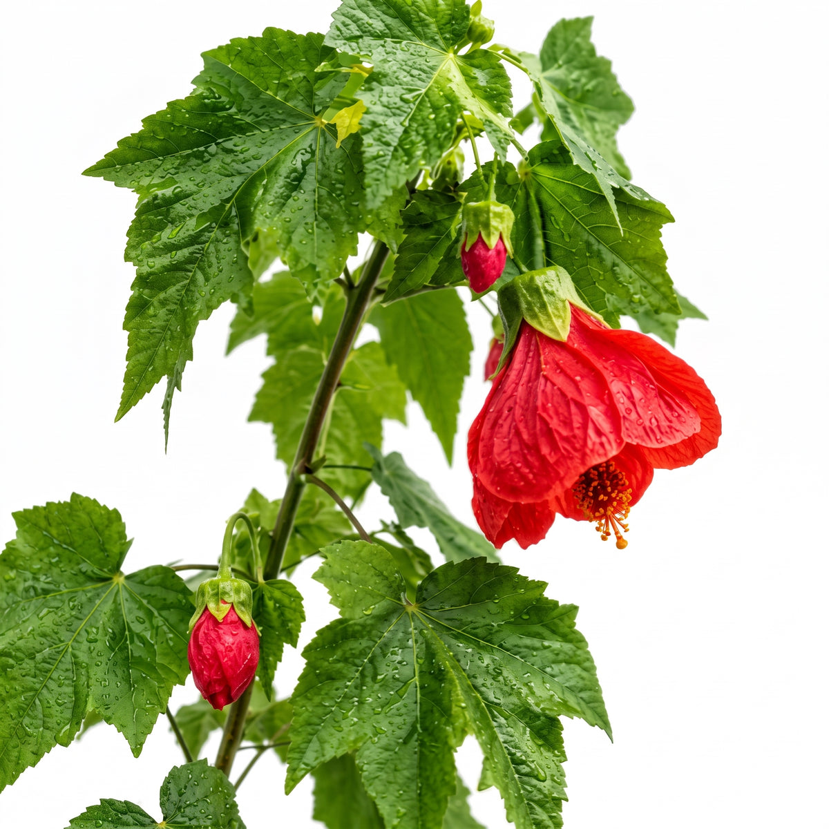 Abutilon amarillo o rojo — foto 2