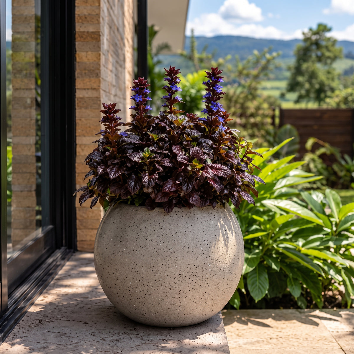 Ajuga morada — foto 3