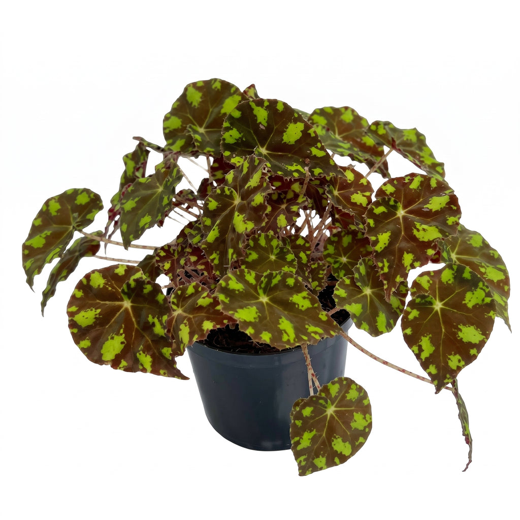 Begonia piel de sapo