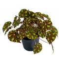 Begonia piel de sapo