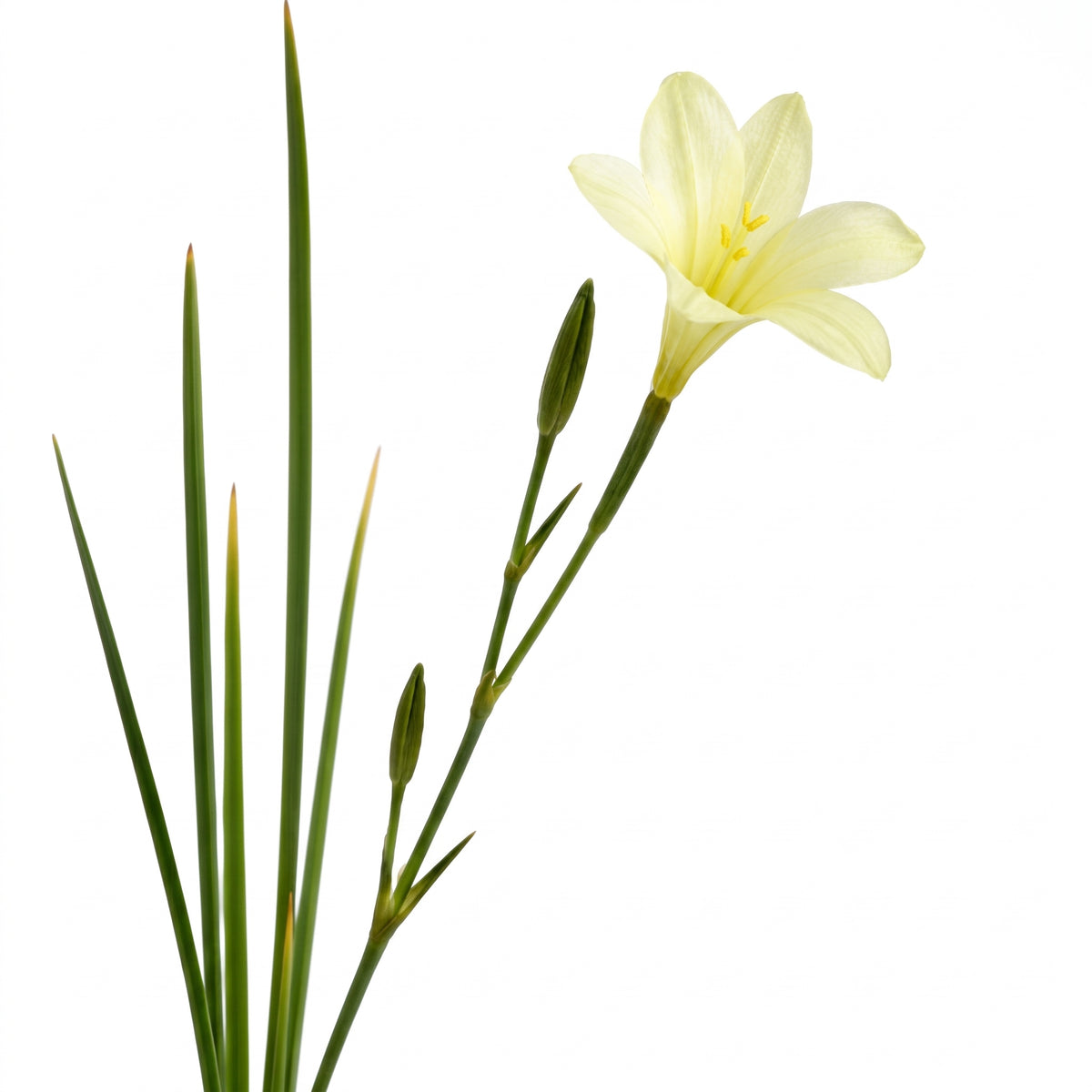 Lirio de páramo blanco — foto 2