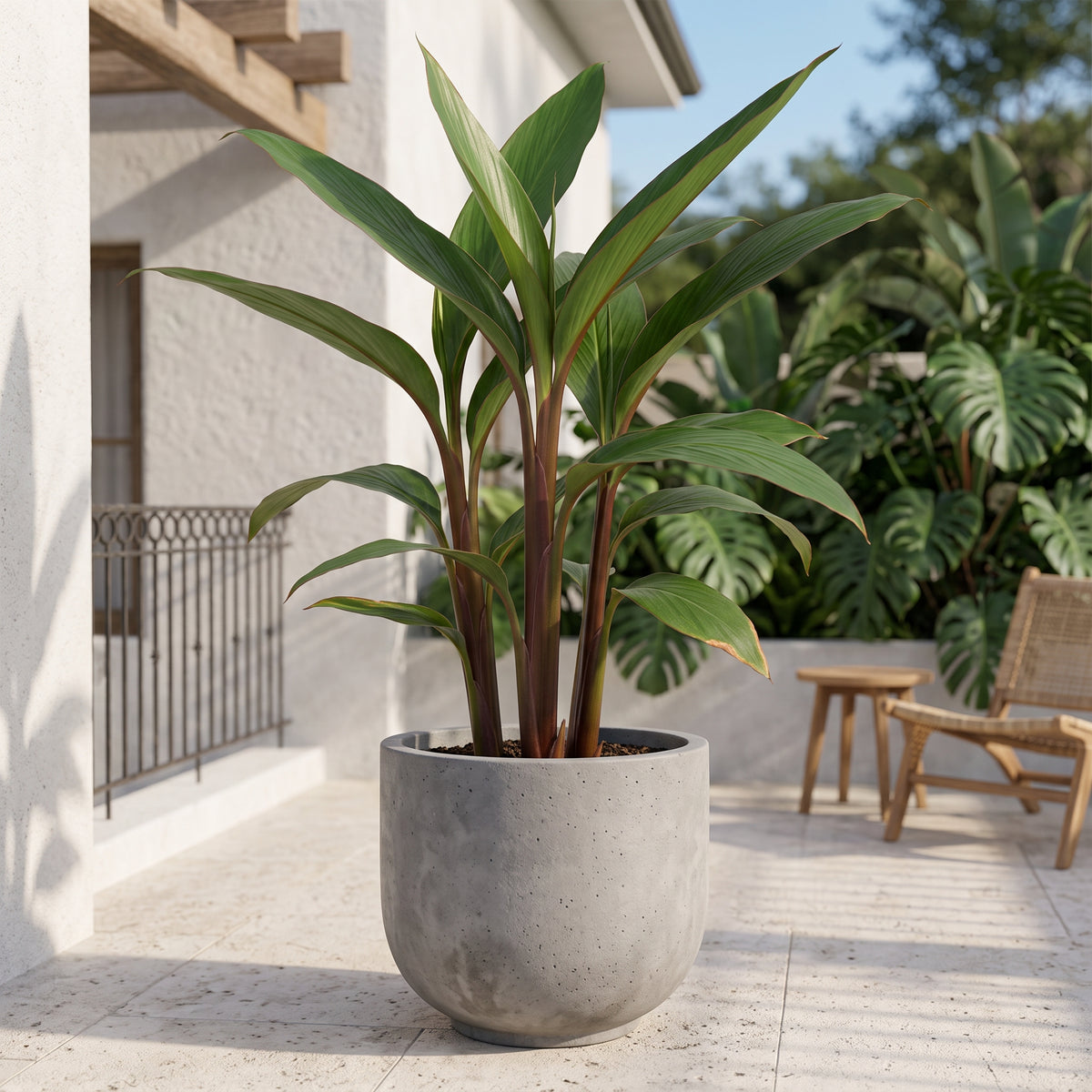 Heliconia bastón del emperador — foto 3