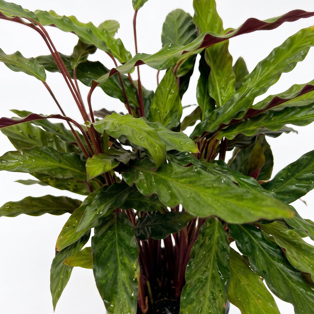 Calathea rufi — foto 2