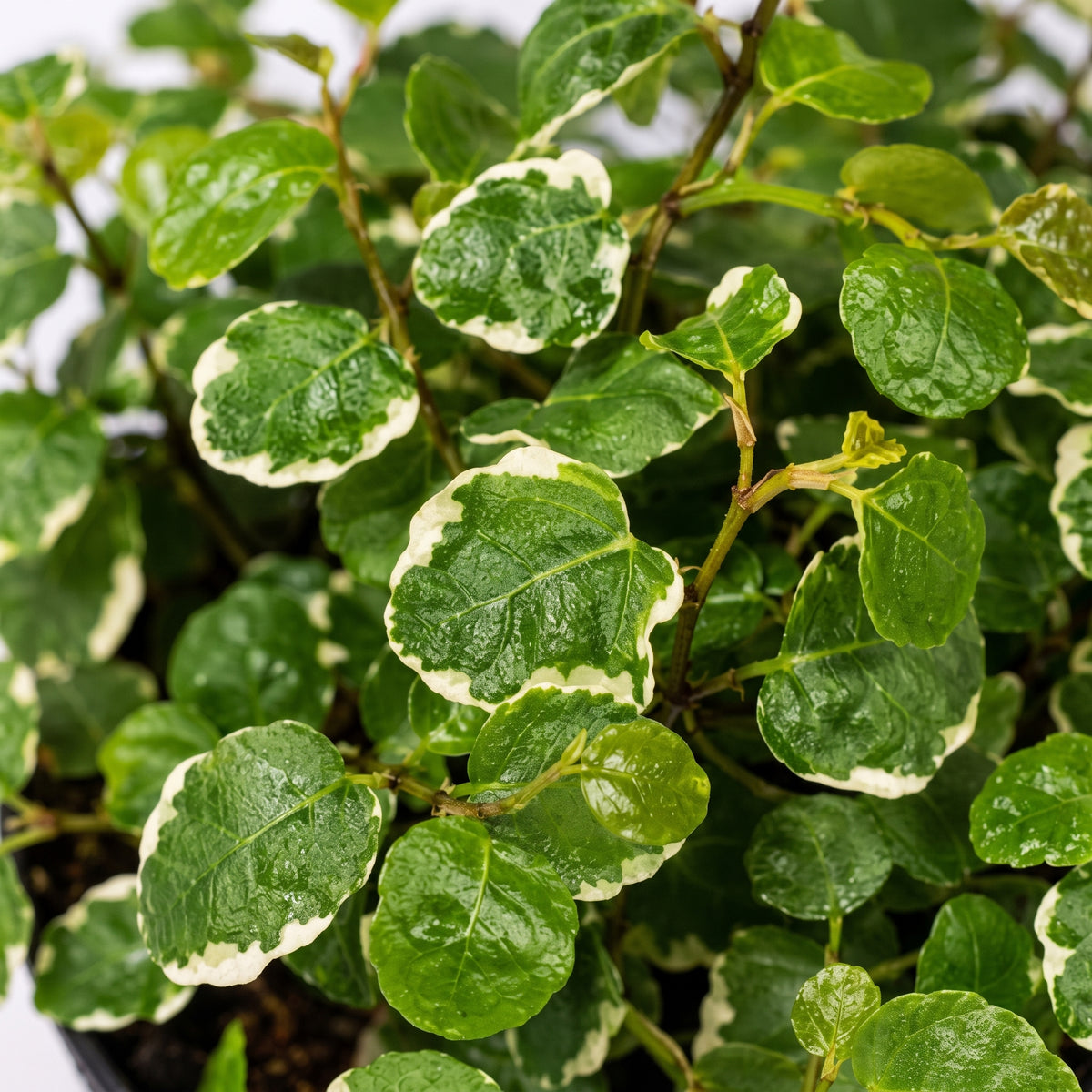 Ficus rastrero — foto 2
