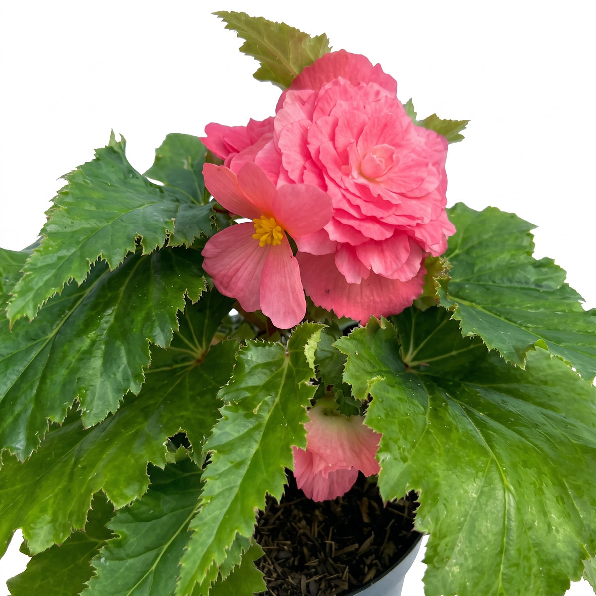 Begonia de flor — foto 2