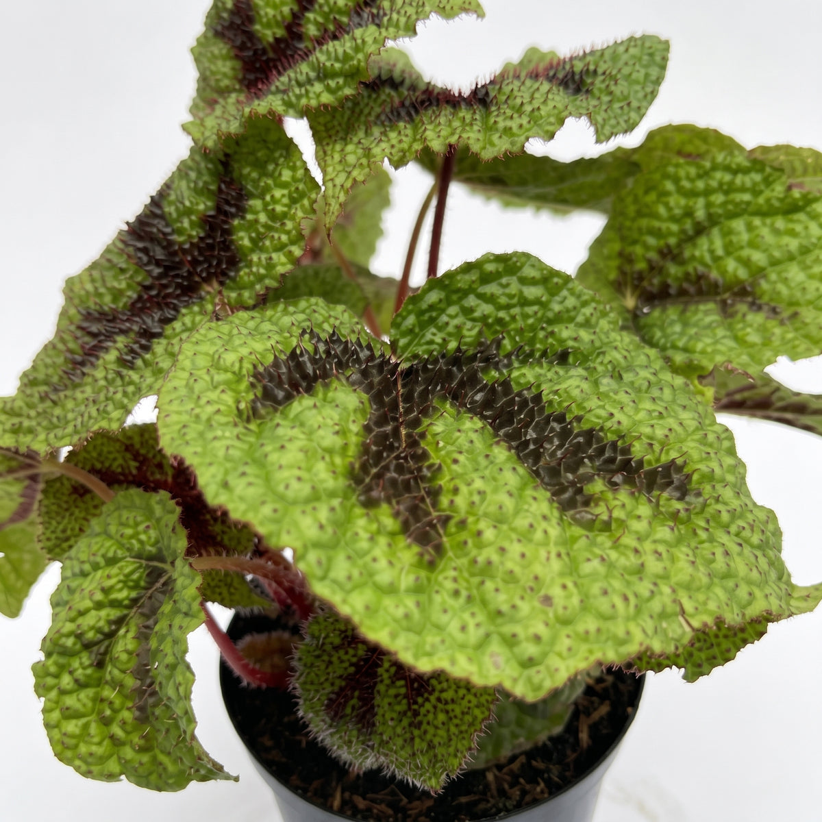 Begonia cruz de hierro — foto 2