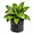 Agave verde liso