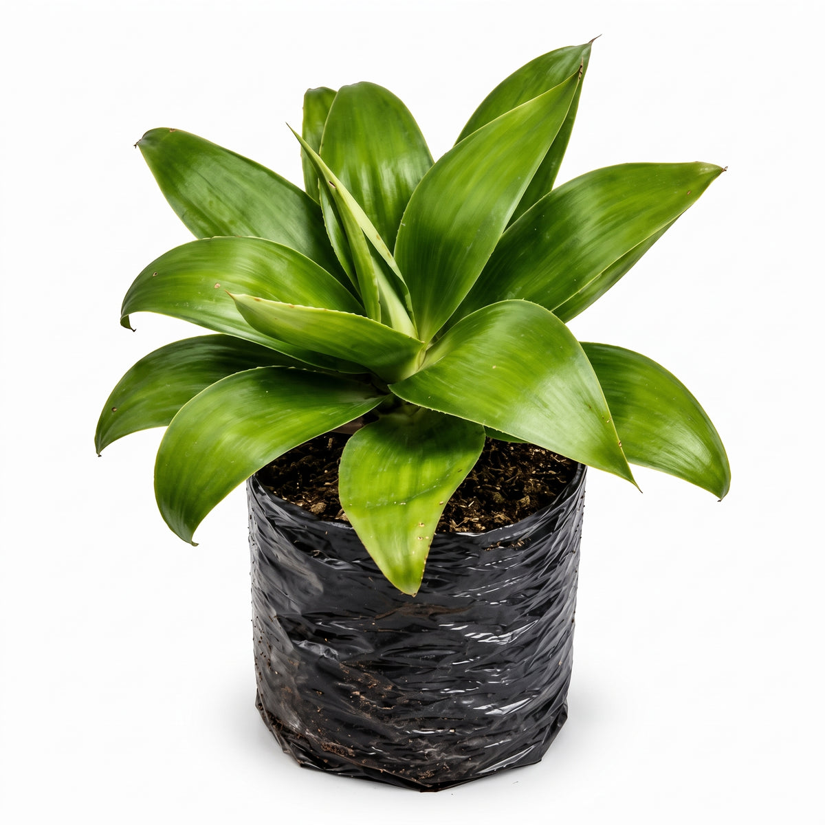 Agave verde liso