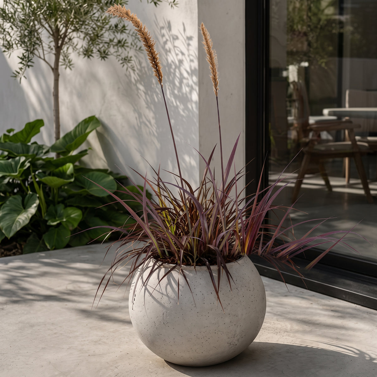 Pennisetum morado — foto 3