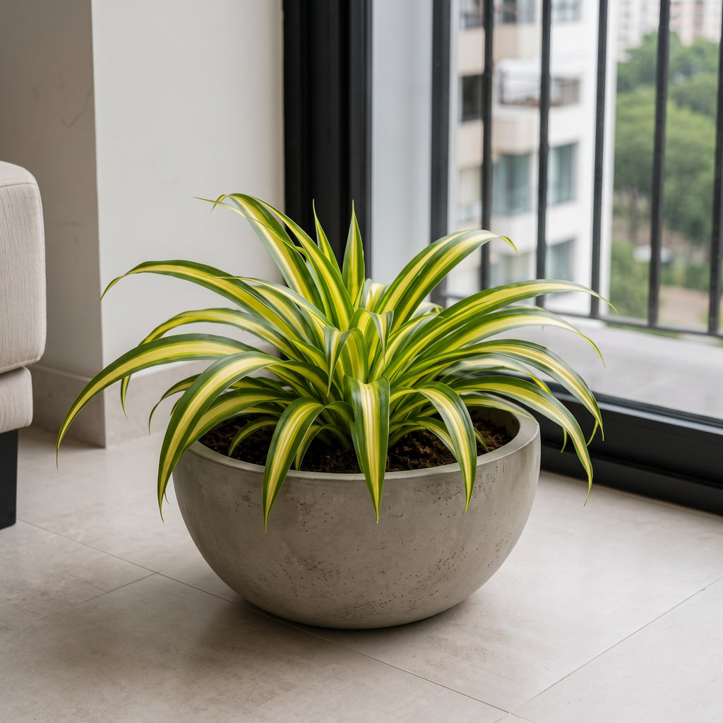 Cinta mala madre variegada — foto 3