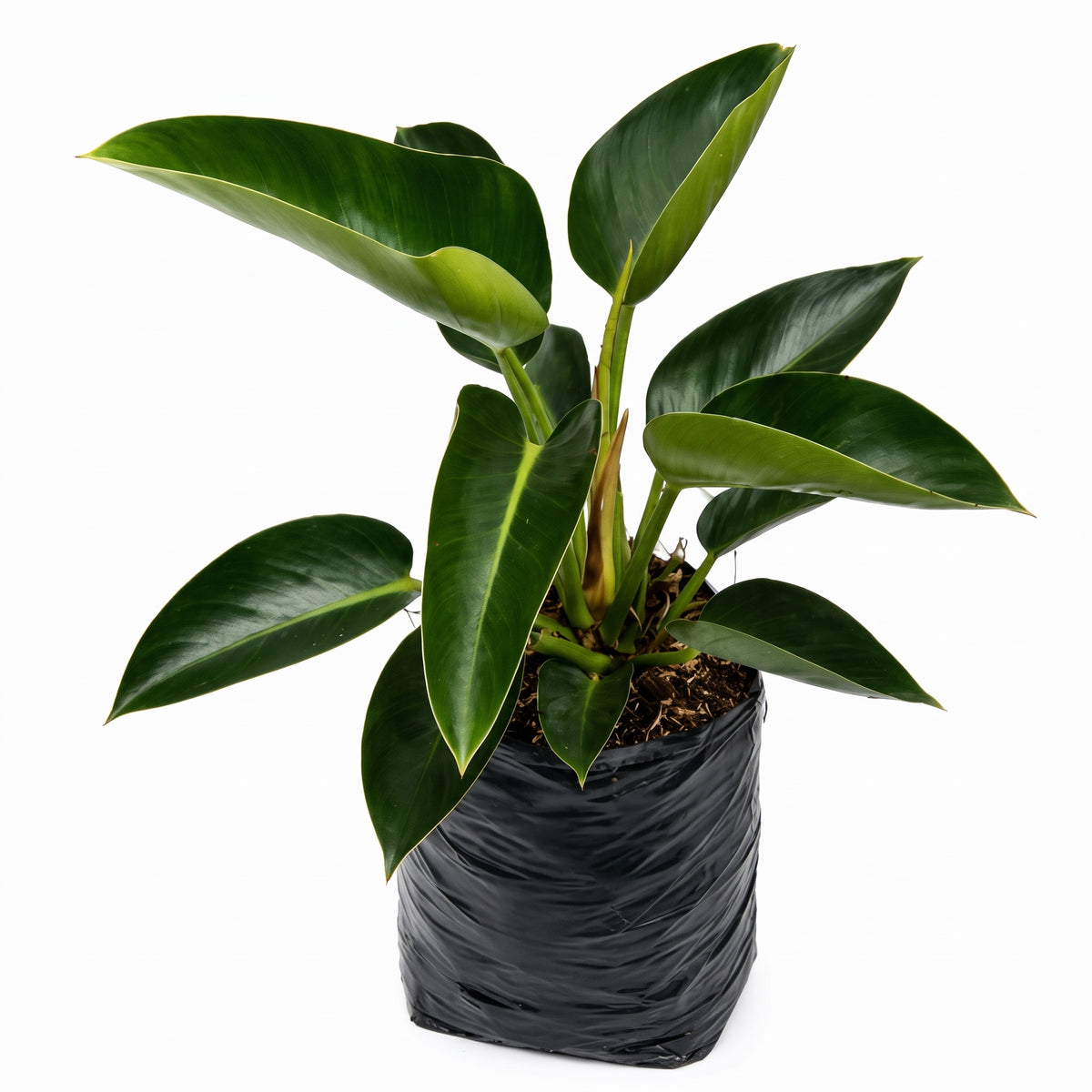 Filoendro congo verde