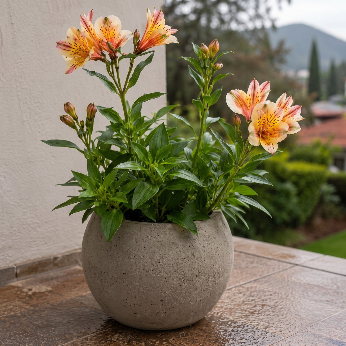 Astromelia — foto 3