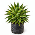 Agave variegado