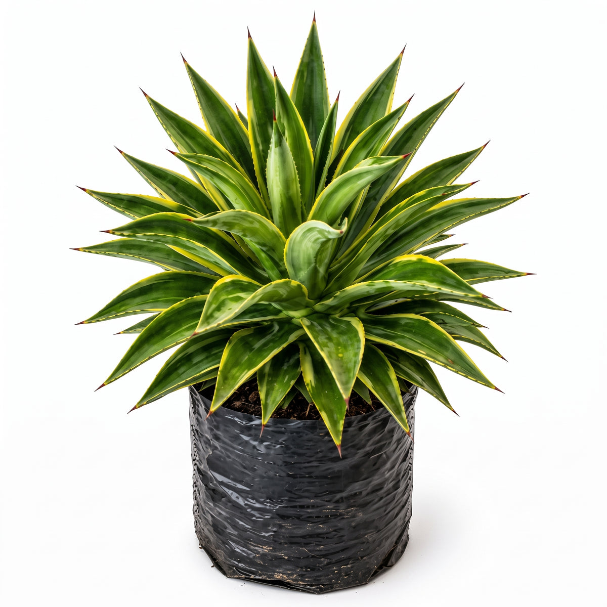 Agave variegado