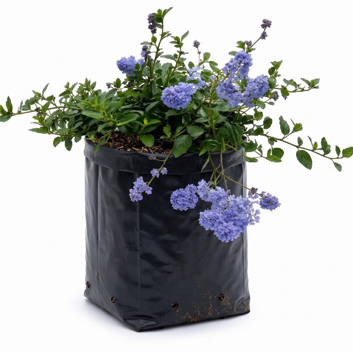 Ceanothus