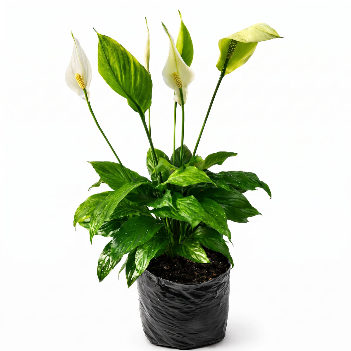 Anturio mandaloa