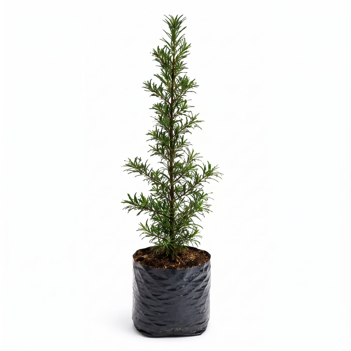 Podocarpus