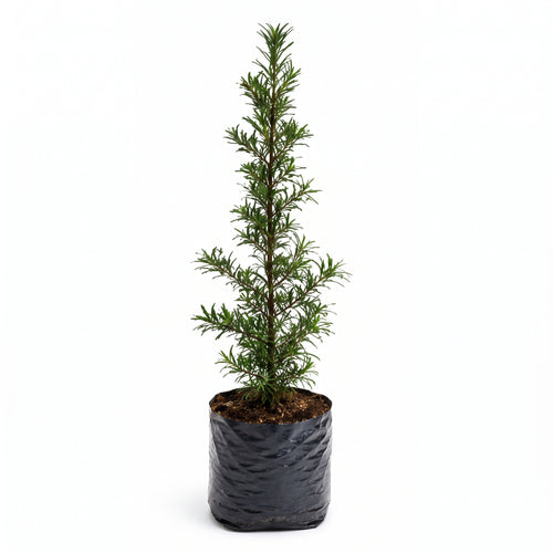 Podocarpus