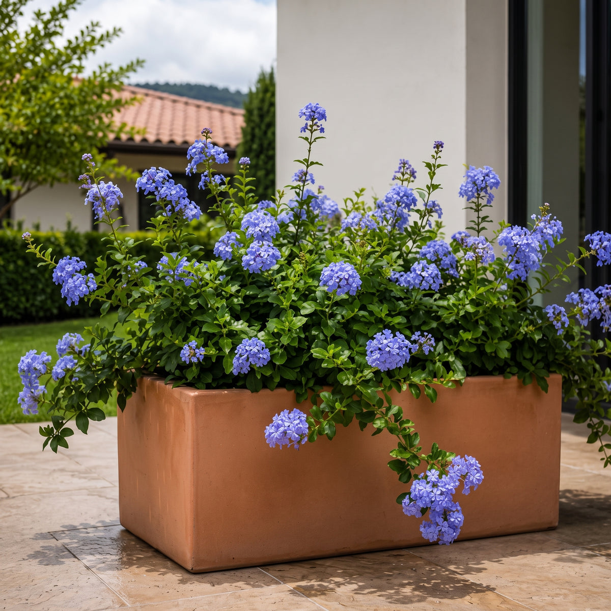 Ceanothus — foto 3